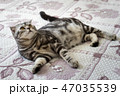 Cat on the bed 47035539