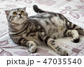 Cat on the bed 47035540
