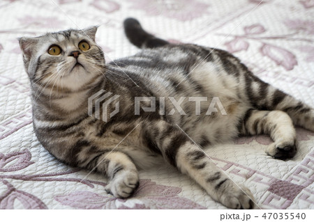 Cat on the bed 47035540