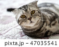 Cat on the bed 47035541