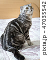 Cat on the bed 47035542