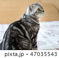 Cat on the bed 47035543