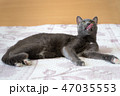 Cat on the bed 47035553