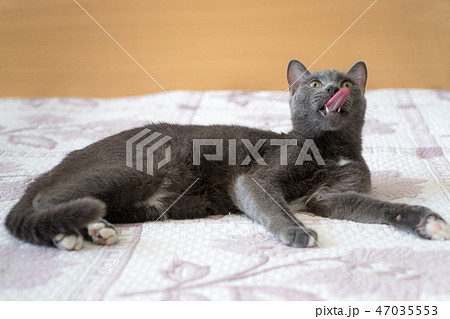 Cat on the bed 47035553