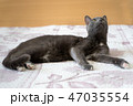 Cat on the bed 47035554