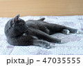 Cat on the bed 47035555