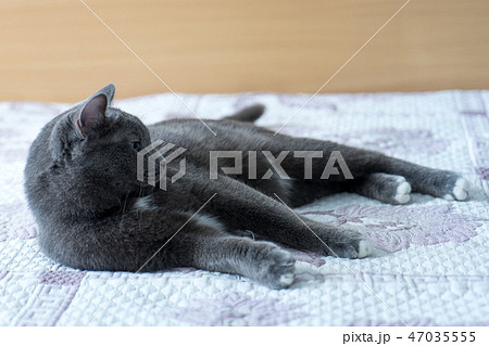 Cat on the bed Cat on the bed 47035555