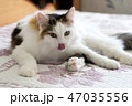 Cat on the bed 47035556