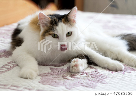 Cat on the bed 47035556