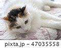 Cat on the bed 47035558