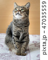 Cat on the bed 47035559
