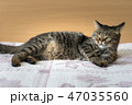 Cat on the bed 47035560