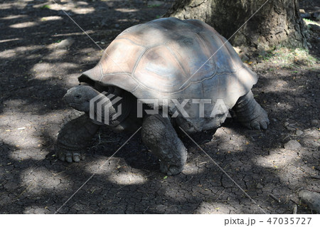 Stone statue of a turtle on the floor near a tree Stone statue of a turtle on the floor near a tree 47035727