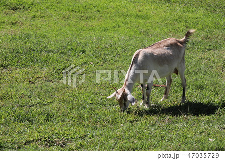 Adult goat grazes on a meadow 47035729