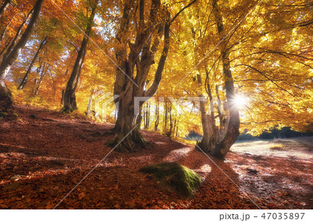 Sun rays through autumn trees. Autumn landscape Sun rays through autumn trees. Autumn landscape 47035897