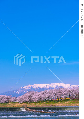 韮神堰　一目千本桜　白石川　白石川堤一目千本桜　宮城県　白石市　大河原町 47036110