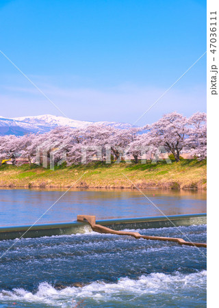 韮神堰 一目千本桜 白石川 白石川堤一目千本桜 宮城県 白石市 大河原町 韮神堰 一目千本桜 白石川 白石川堤一目千本桜 宮城県 白石市 大河原町 47036111