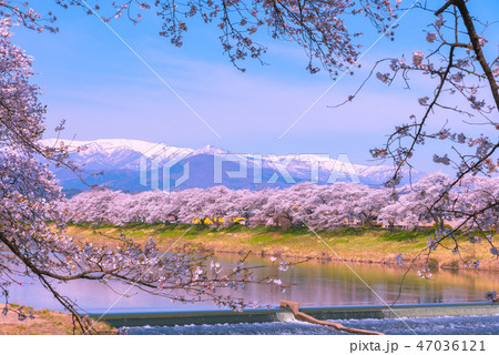 韮神堰　一目千本桜　白石川　白石川堤一目千本桜　宮城県　白石市　大河原町 47036121