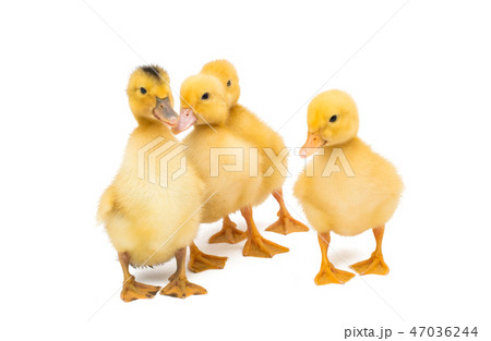 little goslings isolated little goslings isolated 47036244
