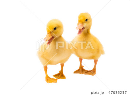 little goslings isolated 47036257