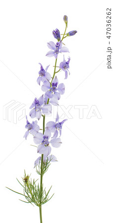 Wild flowers isolated Wild flowers isolated 47036262