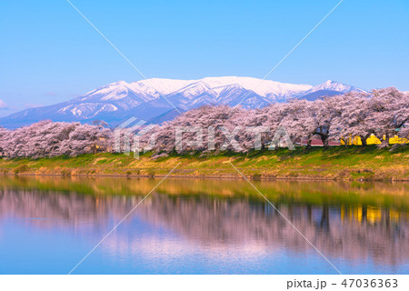 白石川堤一目千本桜　一目千本桜　白石川　宮城県　白石市　大河原町 47036363
