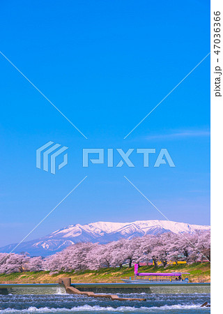 白石川堤一目千本桜　一目千本桜　白石川　宮城県　白石市　大河原町 47036366