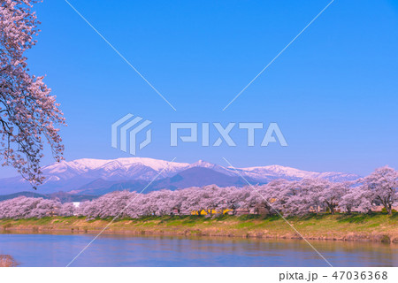 白石川堤一目千本桜 一目千本桜 白石川 宮城県 白石市 大河原町 白石川堤一目千本桜 一目千本桜 白石川 宮城県 白石市 大河原町 47036368