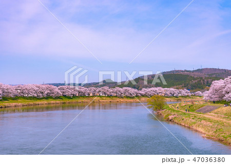 白石川堤一目千本桜　一目千本桜　白石川　宮城県　白石市　大河原町 47036380
