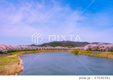 白石川堤一目千本桜　一目千本桜　白石川　宮城県　白石市　大河原町 47036381