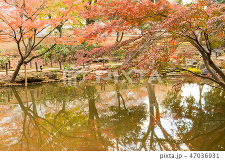 肥後細川庭園の紅葉　東京都文京区目白台 47036931