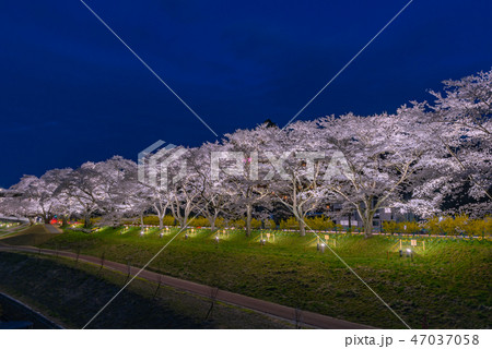 夜 白石川堤一目千本桜 夜 白石川堤一目千本桜 47037058