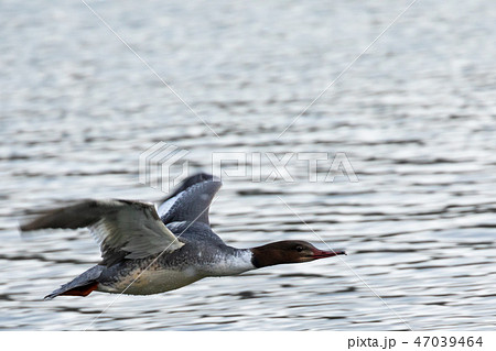 水面を飛ぶカワアイサ 47039464