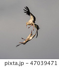Two beautiful cranes dance in the sky of Latvia 47039471