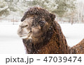 Portrait of a camel in the zoo during a snowfall 47039474
