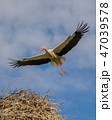 The cute stork flies majestically over the nest 47039578