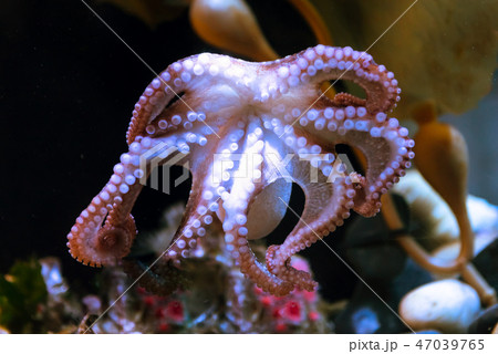 white octopus with big tentacles under water white octopus with big tentacles under water 47039765