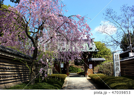 4月の晴れ渡った日の福蔵院山門 47039853
