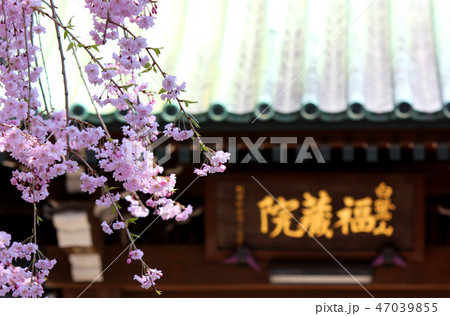 開花したシダレザクラが彩る福蔵院の山門(2) 開花したシダレザクラが彩る福蔵院の山門(2) 47039855