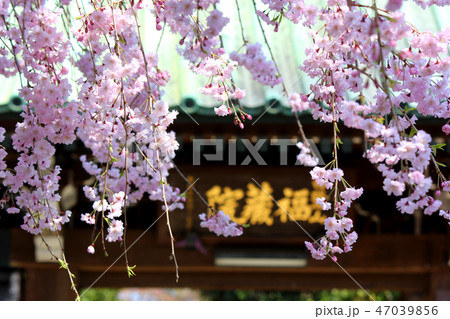 開花したシダレザクラが彩る福蔵院の山門(3) 47039856