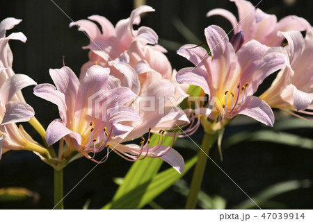 ナツズイセンの花 47039914