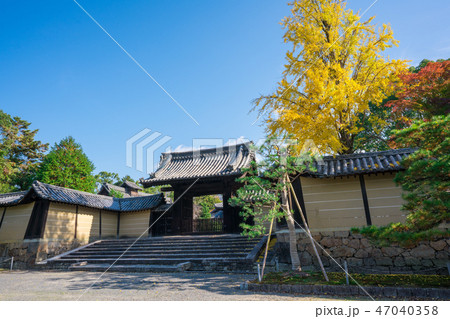 京都 随心院の薬医門と銀杏の木 京都 随心院の薬医門と銀杏の木 47040358