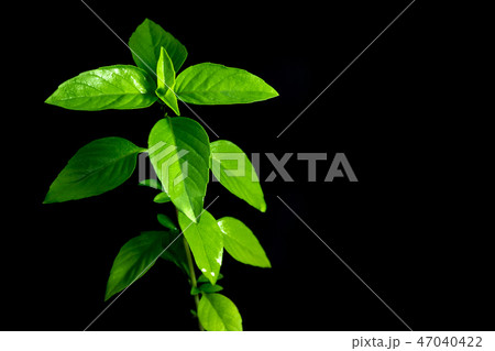 Fresh basil herbs and food ingredients Fresh basil herbs and food ingredients 47040422