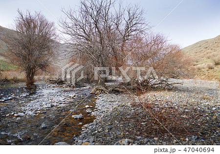 Dried trees at rocky place Dried trees at rocky place 47040694