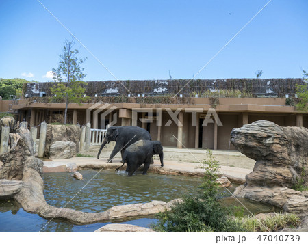 アジアゾウ アジアゾウ 47040739