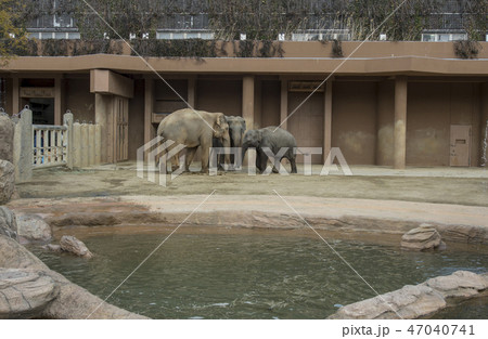 アジアゾウ 47040741