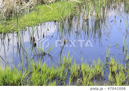 新緑の湿地帯 新緑の湿地帯 47041006
