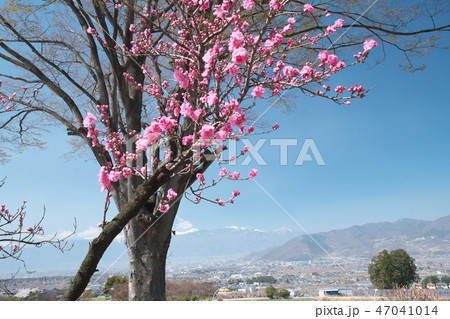 甲府盆地に咲く桃の花と残雪の南アルプス 甲府盆地に咲く桃の花と残雪の南アルプス 47041014