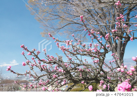 甲府盆地に咲く桃の花と残雪の南アルプス 甲府盆地に咲く桃の花と残雪の南アルプス 47041015