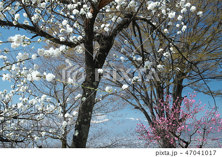 甲府盆地に咲く桃の花と残雪の南アルプス 甲府盆地に咲く桃の花と残雪の南アルプス 47041017